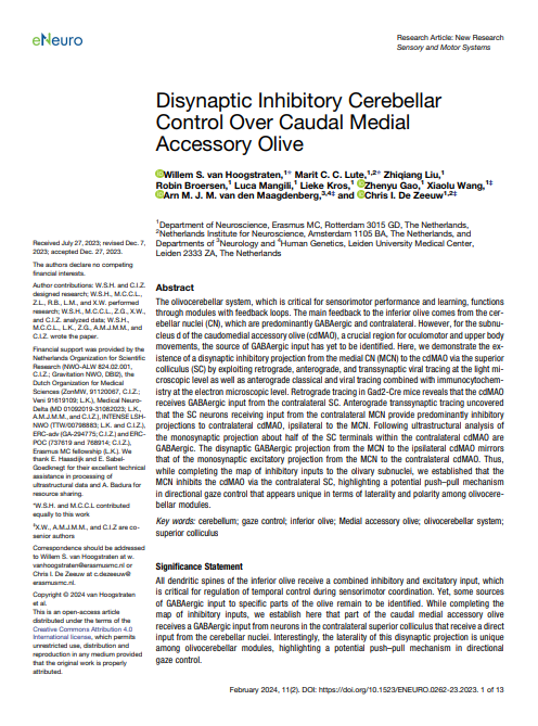 Disynaptic Inhibitory Cerebellar Control Over Caudal Medial Accessory Olive